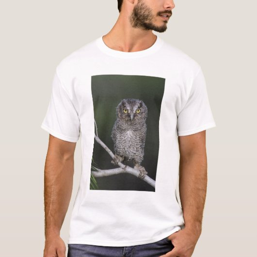 T-shirt Petit-duc maculé, Megascops asio, Otus 2 (Devant)