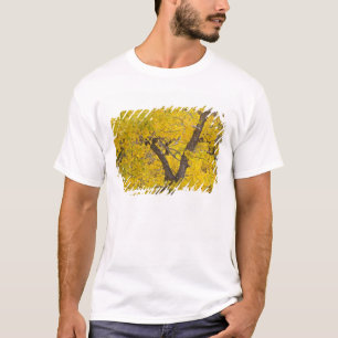 T-shirt Peuplier en couleurs d'automne maximales dans Glac