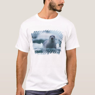T-shirt phoque commun du pacifique, Phoca vitulina richard