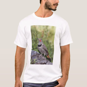 T-shirt Pic flamboyant, Colaptes auratus, à hampe rouge