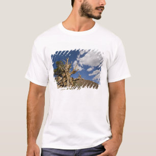 T-shirt Pin Bristlecone dans l'Ancient Bristlecone Forest,