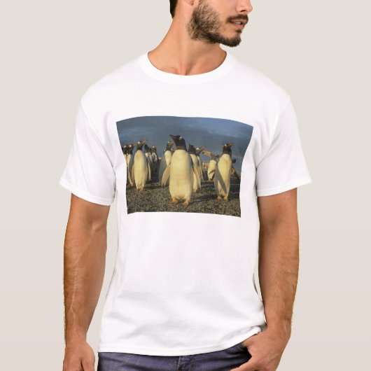 T-shirt Pingouins Gentoo, (Pygoscelis papua), Falkland (Devant)