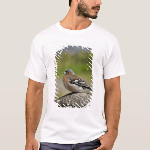 T-shirt Pinson des arbres mâle (SAUVAGE: Fringilla coelebs