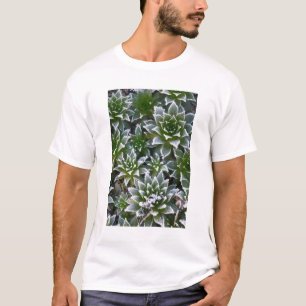 T-shirt plante grasse Hen & Chicks avec gelée au début