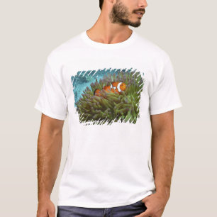 T-shirt Poisson clown ( Amphiprion ocellaris )