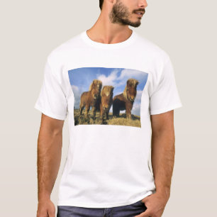 T-shirt Poney Shetland, Shetland continentale,