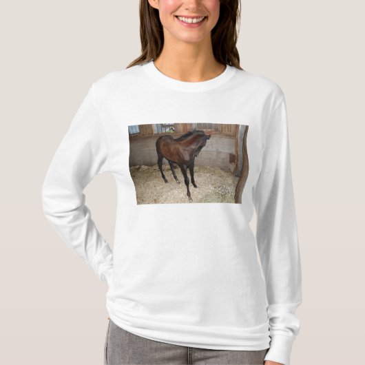 T-shirt Pony/Cheval (Devant)