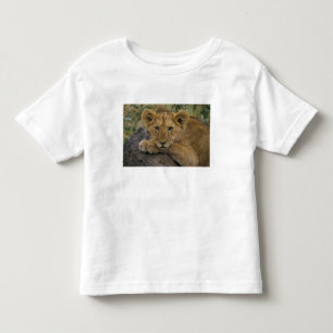 T-shirt Pour Les Tous Petits Afrique, Kenya. Portrait d'un lion.