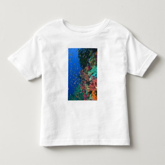 T-shirt Pour Les Tous Petits Banc de Pseudanthias (Pseudanthias (Devant)