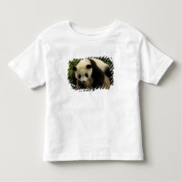 Bébé panda géant (Ailuropoda melanoleuca)