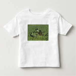 T-shirt Pour Les Tous Petits Bullfrog, Rana catesbeiana, adulte en algue