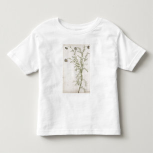 T-shirt Pour Les Tous Petits Chamaemelum Allioni nobile, c.1568