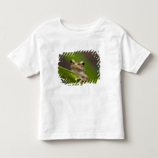 T-shirt Pour Les Tous Petits Coqui commun, Eleutherodactylus coqui (Devant)