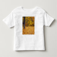 États-Unis, Missouri, comté de Boone, Maple Forest