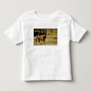 T-shirt Pour Les Tous Petits États-Unis, Oregon. Cheval dans un champ de pâquer