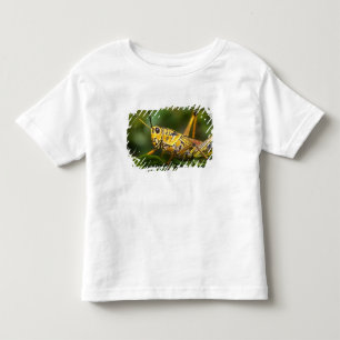 T-shirt Pour Les Tous Petits Grasshopper, Parc national des Everglades, Floride
