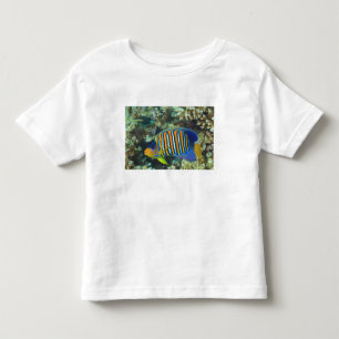 T-shirt Pour Les Tous Petits Jeune Poisson-ange Royal Pygoplites