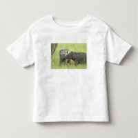 Jeunes éléphants indiens / asiatiques