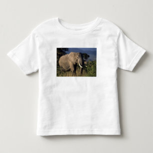 T-shirt Pour Les Tous Petits Kenya : Amboseli, éléphant d'Afrique mâle