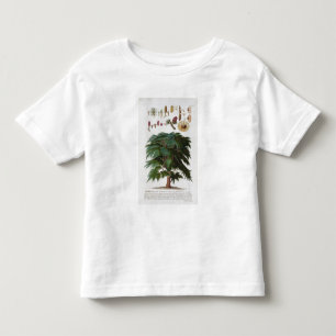 T-shirt Pour Les Tous Petits Le cèdre, gravé par Johann Jakob Haid (1704-67)