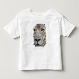 T-shirt Pour Les Tous Petits Lion adulte mâle au zoo de Sacramento, CA