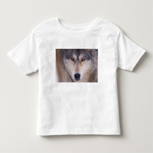 T-shirt Pour Les Tous Petits loup gris, Canis lupus, gros plan des yeux (Devant)