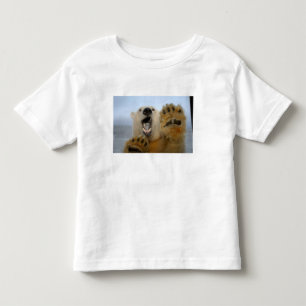 T-shirt Pour Les Tous Petits l'ours polaire, Ursus maritimus, regarde curieusem