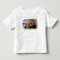 ours brun, Ursus arctos, grizzly, Ursus 8