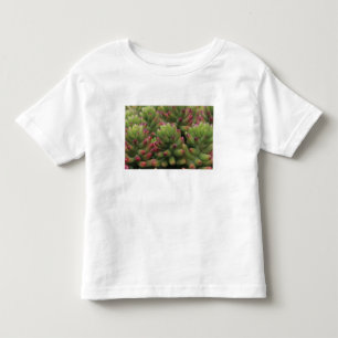 T-shirt Pour Les Tous Petits plante Sedum, Musée du désert d'Arizona-Sonora,