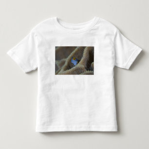 T-shirt Pour Les Tous Petits poisson blennie (Blenniidae) sortant sa tête