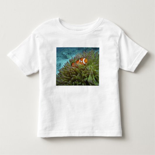 T-shirt Pour Les Tous Petits Poisson clown ( Amphiprion ocellaris ) (Devant)