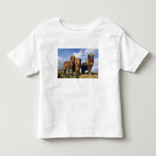 T-shirt Pour Les Tous Petits Poney Shetland, Shetland continentales,