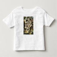 Raisins de Sémillon avec pourriture noble. au mome