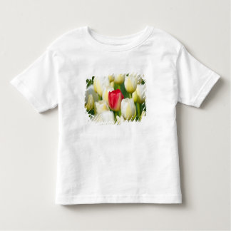 T-shirt Pour Les Tous Petits Tulipe rouge dans un domaine des tulipes blanches