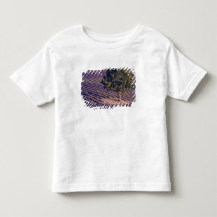 T-shirt Pour Les Tous Petits UE, France, Provence, champs de lavande