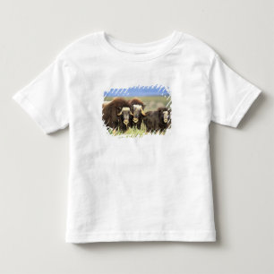 T-shirt Pour Les Tous Petits Un groupe de boeufs musqués broute des buissons de