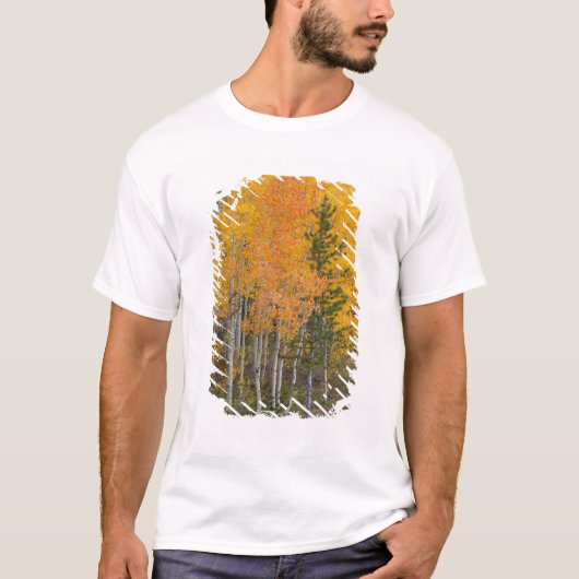 T-shirt Provo River et peupliers faux-trembles (Devant)
