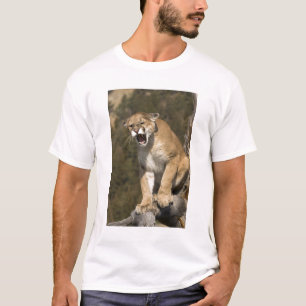 T-shirt Puma ou lion de montagne, puma concolor, En captiv