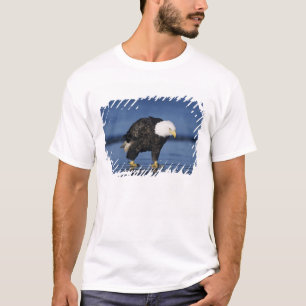 T-shirt Pygargue à tête blanche
