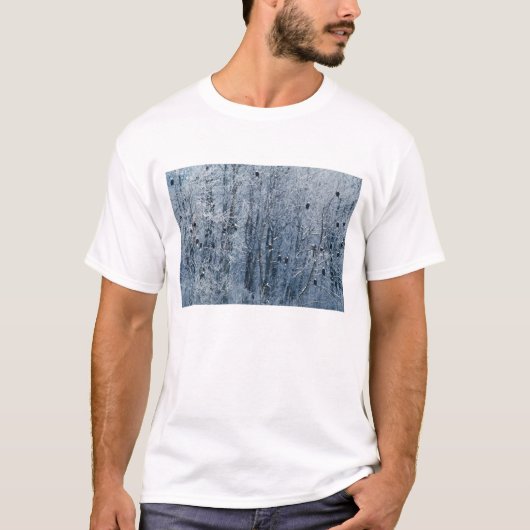 T-shirt Pygargues à tête blanche (Devant)