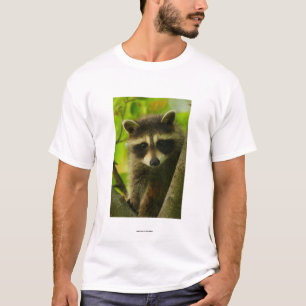 T-shirt Raton laveur