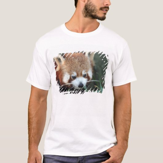 T-shirt Red Panda, Zoo de Taronga, Sydney, Australie (Devant)