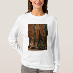 T-shirt Redwood Trees, Sequoia National Park.