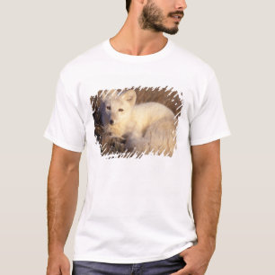 T-shirt renard arctique, Alopex lagopus