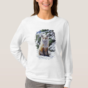 T-shirt Renard roux assis sur un banc de neige, Vulpes, Mt