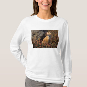 T-shirt renard roux, Vulpes vulpes