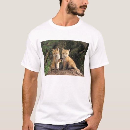 T-shirt Renardeau roux devant terrier Vulpes vulpes) (Devant)