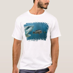 T-shirt Requin chassant le bar de mer chassant le jeune