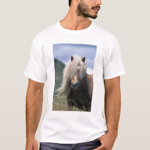 T-shirt Royaume-Uni, Écosse, îles Shetland, poney Shetland