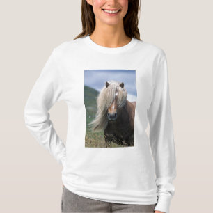 T-shirt Royaume-Uni, Écosse, îles Shetland, poney shetland